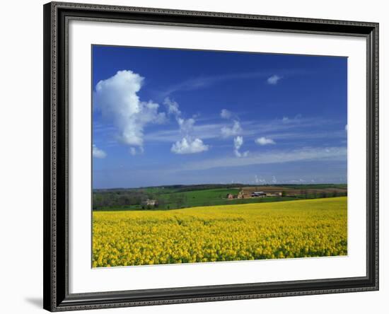 Rape Seed Field, Lincolnshire, England, United Kingdom, Europe-null-Framed Photographic Print