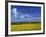 Rape Seed Field, Lincolnshire, England, United Kingdom, Europe-null-Framed Photographic Print