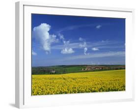 Rape Seed Field, Lincolnshire, England, United Kingdom, Europe-null-Framed Photographic Print