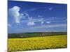 Rape Seed Field, Lincolnshire, England, United Kingdom, Europe-null-Mounted Photographic Print