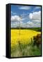 Rape Seed Field-Peter Thompson-Framed Stretched Canvas