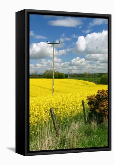 Rape Seed Field-Peter Thompson-Framed Stretched Canvas