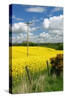 Rape Seed Field-Peter Thompson-Stretched Canvas