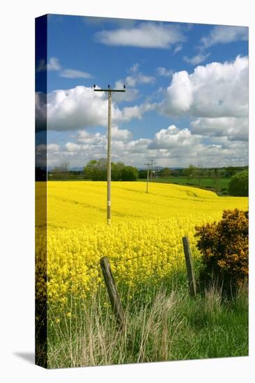 Rape Seed Field-Peter Thompson-Stretched Canvas