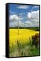 Rape Seed Field-Peter Thompson-Framed Stretched Canvas