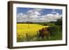 Rape Seed Field-Peter Thompson-Framed Photographic Print