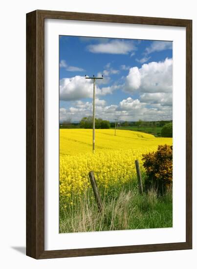 Rape Seed Field-Peter Thompson-Framed Photographic Print