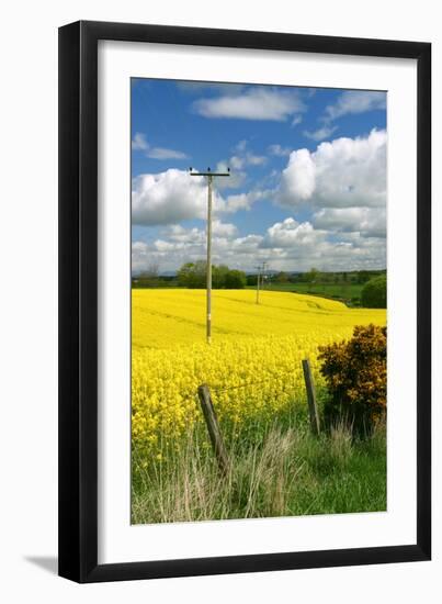 Rape Seed Field-Peter Thompson-Framed Photographic Print