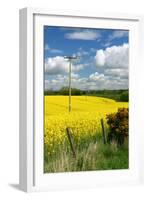 Rape Seed Field-Peter Thompson-Framed Photographic Print