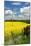 Rape Seed Field-Peter Thompson-Mounted Photographic Print