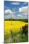 Rape Seed Field-Peter Thompson-Mounted Photographic Print