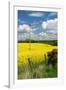 Rape Seed Field-Peter Thompson-Framed Photographic Print