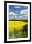 Rape Seed Field-Peter Thompson-Framed Photographic Print