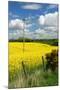 Rape Seed Field-Peter Thompson-Mounted Photographic Print