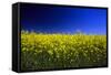 Rapeseed (Canola) Field-null-Framed Stretched Canvas