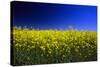 Rapeseed (Canola) Field-null-Stretched Canvas