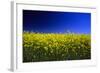 Rapeseed (Canola) Field-null-Framed Photographic Print