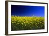 Rapeseed (Canola) Field-null-Framed Photographic Print