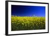 Rapeseed (Canola) Field-null-Framed Photographic Print