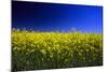 Rapeseed (Canola) Field-null-Mounted Photographic Print