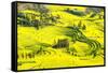 Rapeseed Farms in Niujie, Luoping-Nadia Isakova-Framed Stretched Canvas