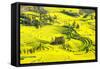 Rapeseed Farms in Niujie, Luoping-Nadia Isakova-Framed Stretched Canvas