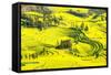 Rapeseed Farms in Niujie, Luoping-Nadia Isakova-Framed Stretched Canvas