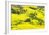 Rapeseed Farms in Niujie, Luoping-Nadia Isakova-Framed Photographic Print