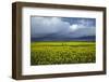 Rapeseed Field and Storm Clouds, South Canterbury, New Zealand-David Wall-Framed Photographic Print