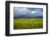 Rapeseed Field and Storm Clouds, South Canterbury, New Zealand-David Wall-Framed Photographic Print