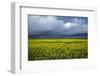 Rapeseed Field and Storm Clouds, South Canterbury, New Zealand-David Wall-Framed Photographic Print