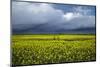 Rapeseed Field and Storm Clouds, South Canterbury, New Zealand-David Wall-Mounted Photographic Print
