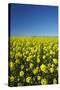 Rapeseed Field, Near Timaru, South Canterbury, South Island, New Zealand-David Wall-Stretched Canvas