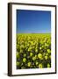 Rapeseed Field, Near Timaru, South Canterbury, South Island, New Zealand-David Wall-Framed Photographic Print