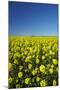 Rapeseed Field, Near Timaru, South Canterbury, South Island, New Zealand-David Wall-Mounted Photographic Print