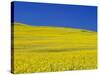 Rapeseed Field-Darrell Gulin-Stretched Canvas