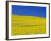 Rapeseed Field-Darrell Gulin-Framed Photographic Print