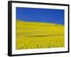 Rapeseed Field-Darrell Gulin-Framed Photographic Print