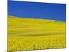 Rapeseed Field-Darrell Gulin-Mounted Photographic Print