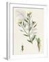 Raphanus Maritimus Sea Radish-null-Framed Giclee Print