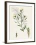 Raphanus Maritimus Sea Radish-null-Framed Giclee Print