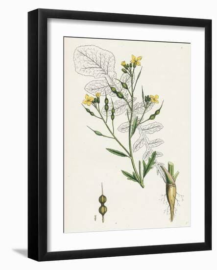 Raphanus Maritimus Sea Radish-null-Framed Giclee Print