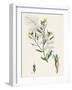 Raphanus Maritimus Sea Radish-null-Framed Giclee Print