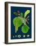 Raphanus Maritimus; Sea Radish-null-Framed Giclee Print