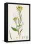 Raphanus Raphanistrum Wild Radish-null-Framed Stretched Canvas