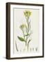 Raphanus Raphanistrum Wild Radish-null-Framed Giclee Print