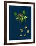 Raphanus Raphanistrum; Wild Radish-null-Framed Giclee Print