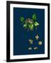 Raphanus Raphanistrum; Wild Radish-null-Framed Giclee Print