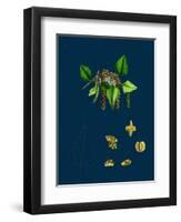 Raphanus Raphanistrum; Wild Radish-null-Framed Giclee Print