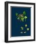 Raphanus Raphanistrum; Wild Radish-null-Framed Giclee Print